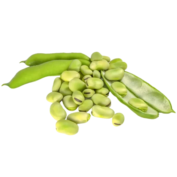 agricola-frigieri-azienda-fave-fresche