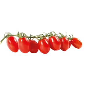 agricola-frigieri-azienda-pomodoro-datterino