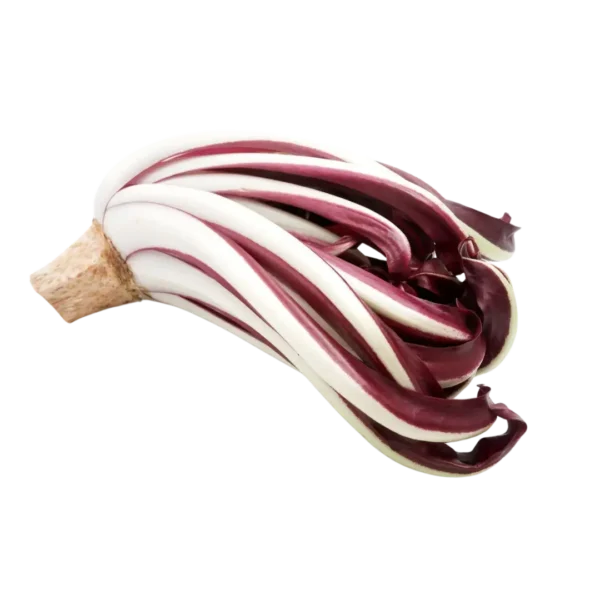 agricola-frigieri-azienda-radicchio-tardivo