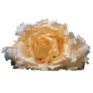 agricola-frigieri-azienda-radicchio-variegato