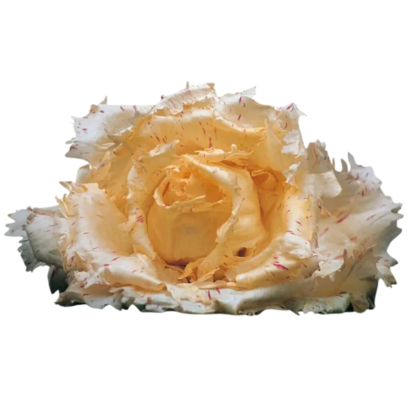 agricola-frigieri-azienda-radicchio-variegato